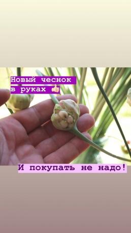 Nyilak - extra fokhagyma ágyon. Fotó: blog.garlicfarm.ru