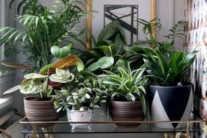 6 elegáns és eredeti módon díszíteni a szobanövények