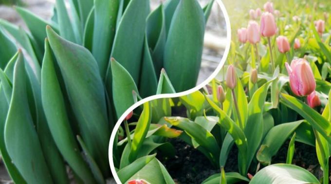 Bár fajta tulipán nagyon sok és az összes közül sokszínű hagymás növény növekedését alapelvek ugyanazok minden. Fotó: ogorod.ru