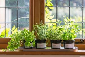 Mit lehet zöldséget és gyógynövények az erkélyen a lakás