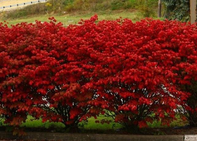 Vörös levelek ősszel Euonymus (landas.ru)