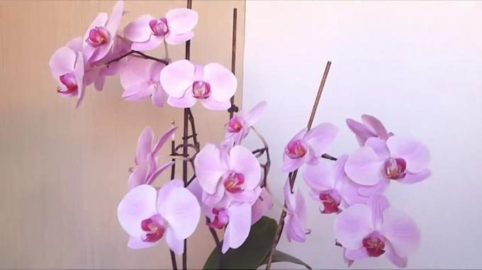 Halvány rózsaszín phalaenopsis málna szemmel