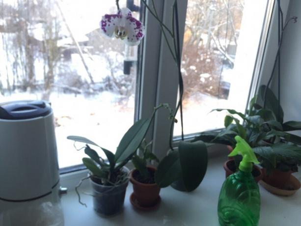 Téli hidratáló orchidea
