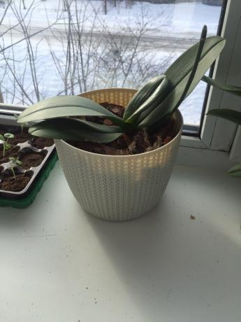 Saját orchidea transzplantáció után a jobb módja annak, hogy gyorsan felépült az öböl, és bement a növekedés