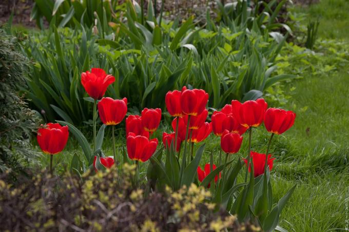 Tulipán, hogy szép kompozíciók, ami számomra azt jelképezi tavaszi és május 9