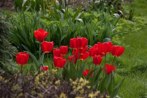 4 A Tanács nagyvonalú virágzó tulipánok a kertben