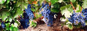 Öregedésének meggyorsítására a szőlő