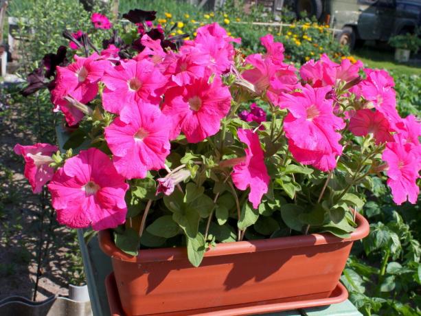 Mindig vásárolni hibrid fajták petúnia. Mark F1 virágok vannak nagyobbak, a szín - világos és nagyon virágzik - sokkal hosszabb!