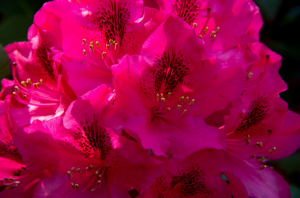 Rododendron. Ápolás és agrotechnikai