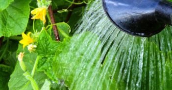 Uborka, hogy a trópusi növények, mint a nedvesség (dacha.help)