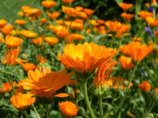 Marigold magvak nagyon jól, és maguk a növények - gyorsan növekvő és formája bimbó!