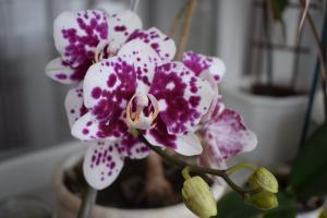 5 lépés, hogy egy szép orchidea phalaenopsis ház