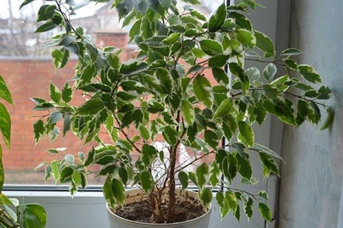 Ficus benjamina figyel a kis ablakban a téli táj az ablakon. Fotó: houser.su