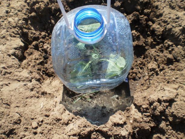 Ültetés káposzta, egy műanyag palackot Burkolóanyag