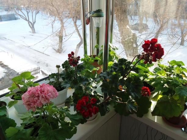 Ha a muskátli virágzik télen, a „nyugalmi időszak” ez nem feltétlenül szükséges. Úgy vélem, hogy a növények maguk tudják a legjobban, hogyan