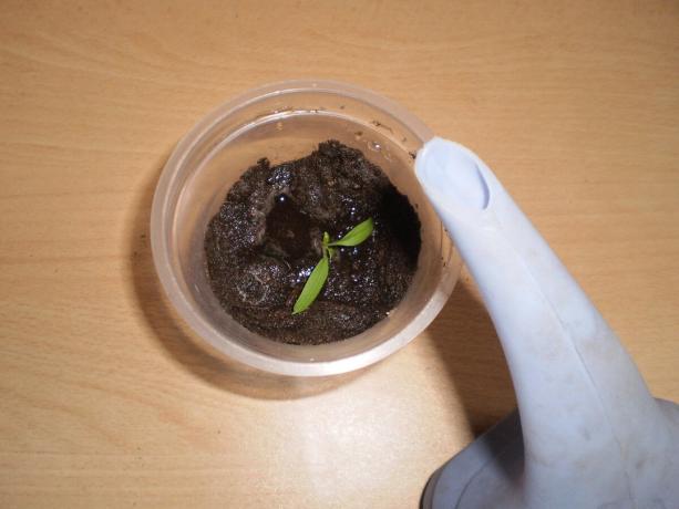 Land a csészét lehet tüskés a növények növekedését.