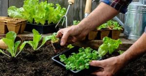 Mely növények és zöldségek lehet ültetni az árnyékban.