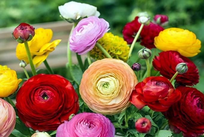 Válassza színezés kedvére: mi a megfelelő az Ön virágoskert? Vagy talán, mint egy tarka keveréke, mint a fotó?