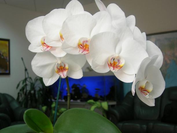 Phalaenopsis - stílusos dekoráció a ház (fotó egy cikket vett az interneten)