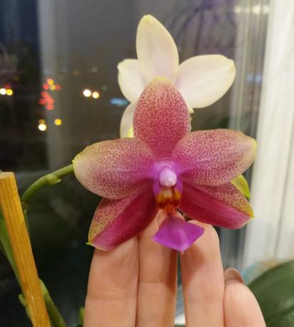 Phalaenopsis virág