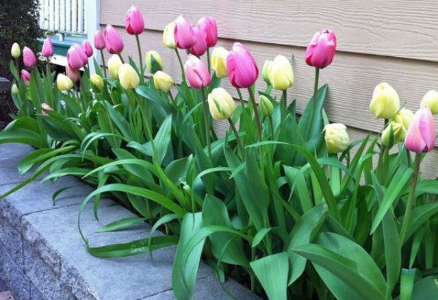 Arra a kérdésre, „Mikor jobb a növény tulipán” Azt nyugodtan mondhatom - ősz!