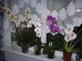 Orchid House. Hogyan törődik szeszélyes virág