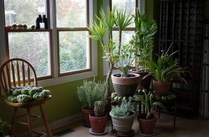 5 trópusi szobanövények, amelyek kevés vagy semmilyen karbantartást