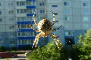 Miért nem érintheti a pókok élnek otthonában.