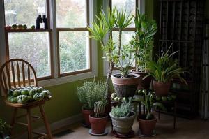 5 trendi, igénytelen szobanövények viszont a lakásban egy kis dzsungel
