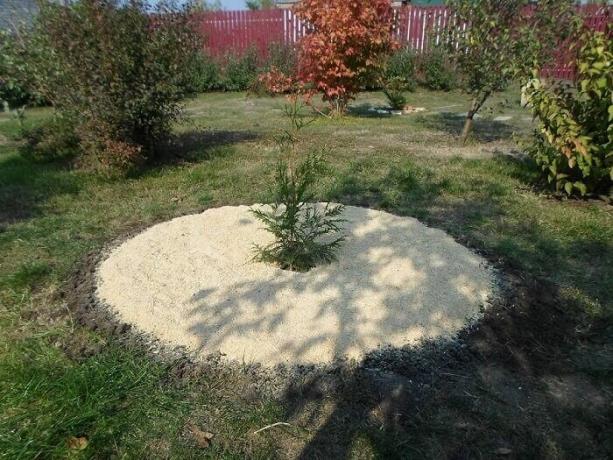 Ez hogyan lehet zamulchirovat ültetett fa vagy cserje fűrészpor