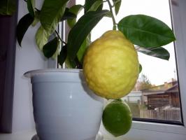 Kiválasztása a megfelelő otthon a különböző citrom rendesen