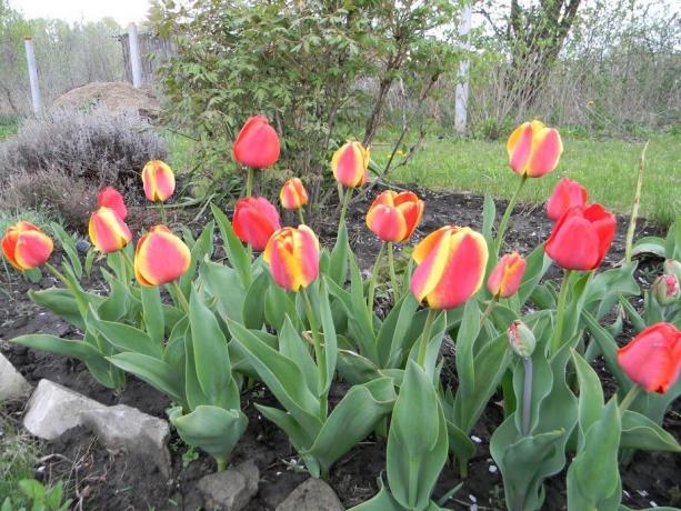 Tetszik kétszínű tulipán?