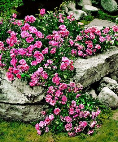 Szőnyeg rózsa és kő - egy gyönyörű és szokatlan kombinációja