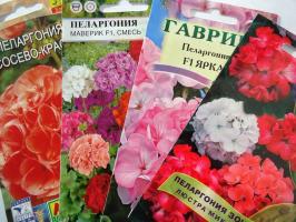 5 legjobb szobanövények „a lusta” a szép virágok