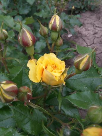 A kedvenc sárga rózsa a kertben szüksége menedéket