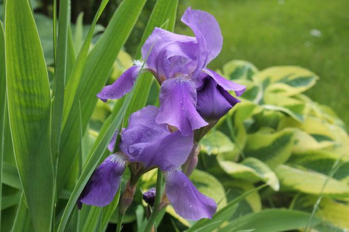 Iris jól néz ki egy solo partra, és együtt más egynyári és évelő virágok. De úgy néz ki a legjobban a „csoport”. Photo a szerző (k)
