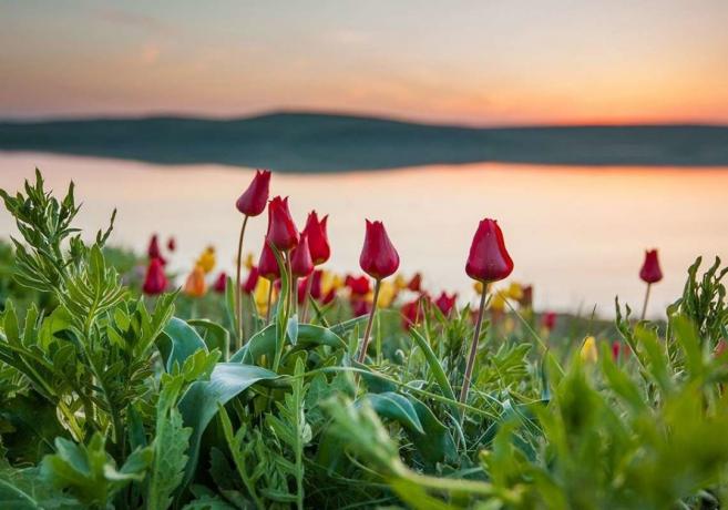 Virágzó vad tulipán Kazahsztánban