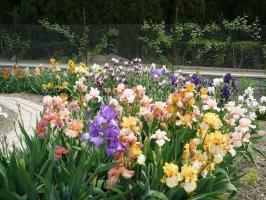 Tavasz - ideje felidézni a íriszek (Iris) az országban: 7 értékes tippeket