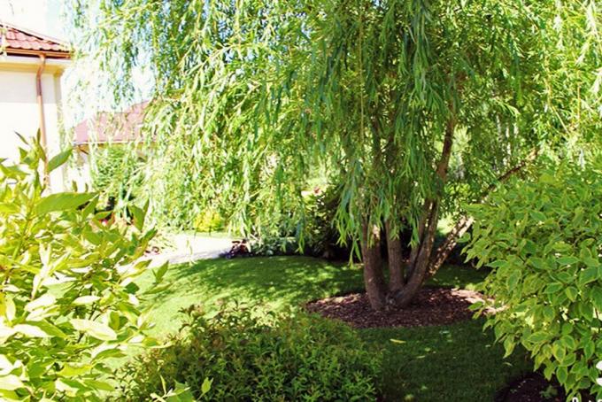 Willow, fűzfa vagy nyárfa a területen jó vagy rossz?