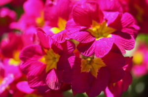 Hogyan lehet javítani a csírázás virágok tugovskhozhih