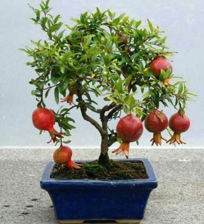 Gránátalma alkalmas növekvő bonsai technika