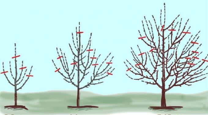 A közelítő rendszer egy kerti fák metszése az ősszel. Photo az internetről