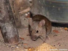 Megszabadulni az egerek és a patkányok az országban