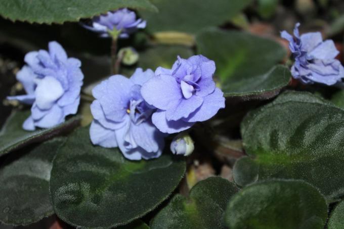 Ibolya (Saintpaulia uzambarskie) - szép és finom virágok a család Gesneriaceae