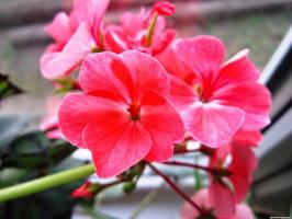 6 gyönyörű és évelő virágok (2. rész)
