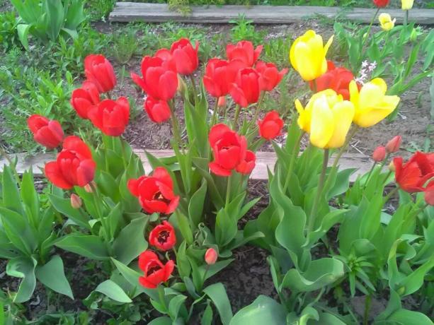 Ma termesztik 2000 körül fajta tulipán