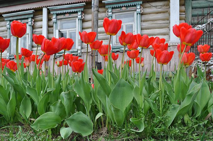 Piros tulipán - időtlen klasszikus orosz virágkertészet. Fotó: fotoload.ru
