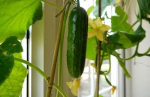 Téli uborka: hogyan növekszik egy ablakpárkányon gazdag termés