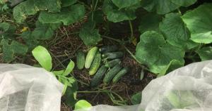 Hogyan lehet bővíteni a termőtest az uborka a kertben október végéig.