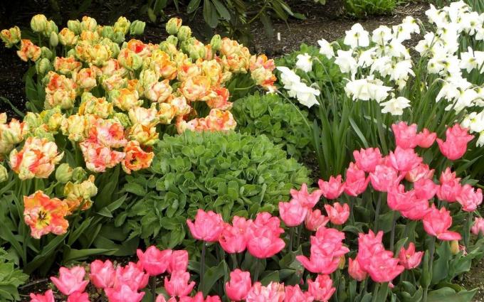 Chic tavaszi virágágyás. És a tulipán és nárcisz. Tetszik ez?
